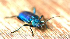 Blauvioletter Scheibenbock_1.jpg